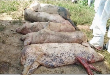 Se invita a la comunidad a abstenerse de ingresar productos o subproductos porcinos procedentes de Asia, Europa o África. Foto: 3tres3.com PPA, Peste Porcina Africana, transmisión del Peste la Porcina Africana, dónde hay Peste Porcina Africana, Colombia país libre de Peste Porcina Africana, ICA
