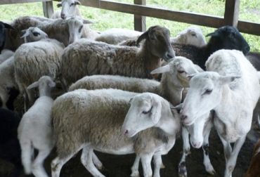 En Colombia, se están produciendo en promedio 15 mil toneladas de carne ovina al año. Foto: Youtube - TvAgro sector ovino caprino en colombia, ovinos en colombia, caprinos en Colombia, productores ovino caprinos, producción del sector ovino caprino