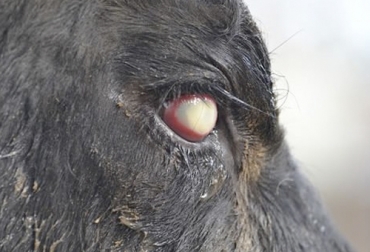 El manejo inadecuado de la queratoconjuntivitis conlleva a la pérdida de la visión del bovino. Foto: zoovetesmipasion.com Ganadería, ganadería colombia, Ganadería colombiana, CONtexto ganadero, noticias ganaderas, noticias ganaderas colombia, queratoconjuntivitis bovina, queratoconjuntivitis, ceguera bovinos, perdida vision bovinos, causas queratoconjuntivitis, tratamientos queratoconjuntivitis, recomendaciones queratoconjuntivitis, transmisión queratoconjuntivitis, ganaderos, ganaderos colombia