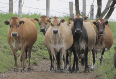 Asojersey está invitando a los productores de la raza a registrar sus ganados. Foto: asojersey.com programa de recuperación genética de Asojersey, genética de jersey, vacas fundadoras de Asojersey, libros de registros de Asojersey