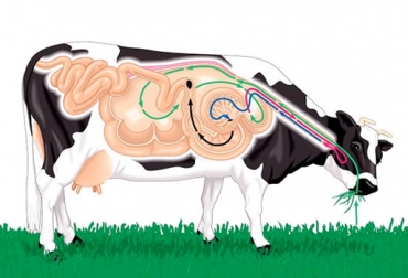 Los contenidos nutricionales y el manejo de la alimentación pueden incidir en el rumen y alterar, a su vez, la composición de la leche. Foto: Jairoserrano.com Composición leche estado ruminal, composición de la leche, grasa láctea, proteína láctea, ácidos grasos, pH del rumen, calidad composicional leche, estado del rumen, de grasa en leche, grasa de leche en vacas, producción de leche, CONtexto ganadero, ganaderos Colombia, noticias ganaderas Colombia