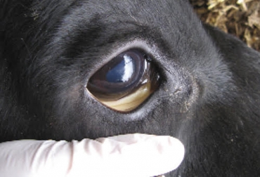 La teileriasis se transmite por medio de garrapatas que contienen el parásito. Foto: revistafrisona.com Ganadería, ganadería colombia, Ganadería colombiana, CONtexto ganadero, noticias ganaderas, noticias ganaderas colombia, teileriasis, causa teileriasis, tratamiento teileriasis, teileriasis colombia, ganaderos, ganaderos colombia
