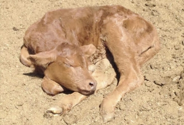 La tricomonisis bovina produce inflamación vaginal en las hembras que la presentan. Foto: siap.gob.mx ganaderia, ganaderia colombia, ganaderia colombiana, contexto ganadero, noticias ganaderas, noticias ganaderas colombia, enfermedades venereas, enfermeda transmisition sexual, tricomoniasis, tricomoniasis sintomas, tratamientos tricomoniasis, tricomoniasis en colombia, ganaderos, ganaderos colombia, abortos bovinos