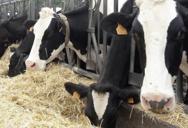 El valor de eficiencia alimenticia se obtiene al dividir el número de litros de leche producidos entre los kilos de materia seca consumida. Foto: tecnovit.net Eficiencia alimenticia, eficiencia alimenticia ganado, Eficiencia alimenticia ganado leche, producción de leche bovina, claves para mayor eficiencia alimenticia en ganado lechero, cálculo eficiencia alimenticia, eficiencia de conversión, retorno económico ganadería, mayor producción de leche, adaptación de las vacas, costumbre de las vacas, mejorar eficiencia de conversión, pastoreo eficiente, CONtexto ganadero, ganaderos Colombia, noticias ganaderas Colombia