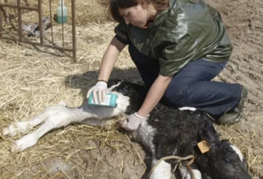 Aunque la práctica de aplicar yodo es muy común, se deben prevenir algunas acciones como introducir el yodo dentro del cordón umbilical. Foto: produccionanimal.com Ombligo terneros, ombligo terneros yodo, ombligo yodo, yodo desinfección, consejos higiene ombligo terneros, ombligo desinfección, enfermedades ombligo terneros, crías ganado, Salud Animal, curación del ombligo del ternero, enfermedades que afectan terneros, infecciones que afectan terneros, manejo animal, Bienestar Animal, CONtexto ganadero, ganaderos Colombia, noticias ganaderas Colombia