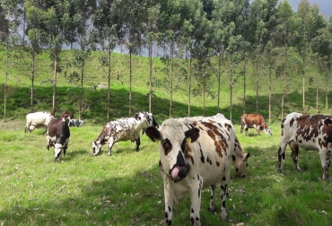 Conozca el el acuerdo de voluntades por un pacto por la ganadería sostenible. Foto: Proyecto Ganadería Colombiana Sostenible pacto por la ganadería sostenible, Proyecto Ganadería Colombiana Sostenible, Ganadería Sostenible, ganaderos sostenibles