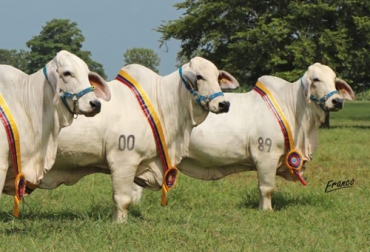 La producción de la Vittoriana se centra en ganado Brahman Gris puro de excelente poder genético. Foto: Cortesía. genética Brahman gris puro, Semillas de la Vittoriana, Ganadería La Vittoriana, embriones Brahman puro