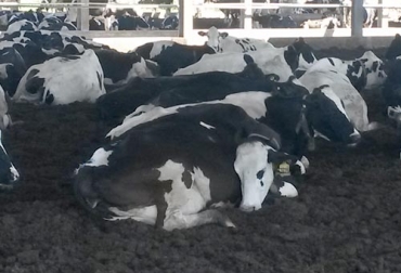 Si bien el sueño de los bovinos no es profundo, ni continuo, estos necesitan al menos 8 horas de descanso. Foto: fawec.org sueño de las vacas, descanso de las vacas, posición en la que duermen las vacas, descaso y rumia de las vacas