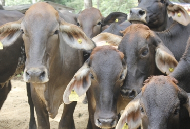 A juicio de expertos nacionales y extranjeros, los esfuerzos de los ganaderos en Colombia para mejorar la genética bovina han dado notables resultados. Foto: elheraldo.co genética bovina colombiana, genética bovina Colombia apreciada en el exterior, ganaderos extranjeros Colombia, exportar ganado Colombia, visita ganaderos extranjeros Colombia, ganaderos extranjeros en Colombia, méxico, Costa Rica, Ecuador, Venezuela, Panamá, honduras, ganado colombia, CONtexto ganadero, ganaderos colombia, noticias ganaderas colombia
