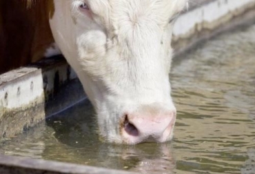 Entre las enfermedades que afectan a los bovinos cuando consumen agua contaminada, están la campilobacteriosis, la leptospirosis y la salmonelosis. Foto: infoluro.com enfermedades agua salud bovinos, enfermedades parasitarias agua bovinos, calidad de agua para bovinos, microbiología patógena agua bovinos, agua, nutrición, Ganadería, virus, bacterias, coliformes, patógenos, microbiología patógena bovinos, Agua en bebederos permite mejor ganancia de peso, mejor peso en terneros, mayor peso en novillas, consumo de agua, a mayor temperatura más carga microbiana, agua de calidad mejor consumo de alimento, CONtexto ganadero, ganaderos Colombia, noticias ganaderas Colombia