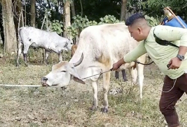 Trate de no mantener los animales más de 30 días en el mismo potrero. Foto: Youtube.com control integrado de parásitos en bovinos, parásitos que afectan el ganado, antiparasitarios para el ganado, aplicación de productos antiparasitarios