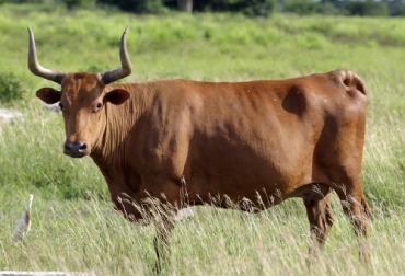El ganado CCC es llamado así, por su región de origen y por estar dotado de cuernos. Foto: Fedegán conformación racial del Costeño Con Cuernos, características del Costeño Con Cuernos, costeño con cuernos, CCC, Razas criollas, razas criollas colombianas