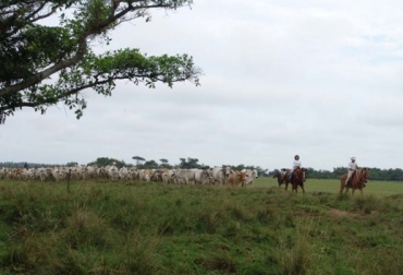 El sector pecuario-bovino es un fuerte generador de mano de obra en el país, a él se atribuyen 910.000 empleos directos al año que son el equivalente al 4,1 por ciento del total del país. Foto: Fedegán día del ganadero, ganaderia, ganaderia colombia, ganaderia colombiana, contexto ganadero, noticias ganaderas, noticias ganaderas colombia, ganaderia colombiana sostenible, casos exito ganaderia colombiana sostenible, sistema silvopastoril, reforestacion, medio ambiente, ecosistema, gases efecto invernadero, ganaderos, ganaderos colombia
