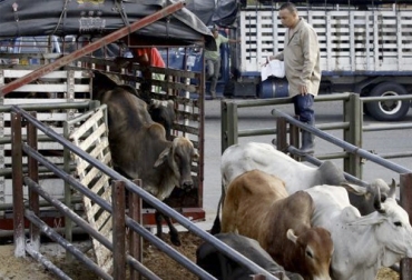 Al momento de embarcar los bovinos, hay que seguir importantes recomendaciones para preservar la calidad de la carne. Foto: elcolombiano.com Desembarque de bovinos, arribo de bovinos, llegada de los bovinos, desembarque vacas, manejo ganado, desembarque ganado, manejo de bovinos, Diseño corrales bovinos conducta animal, Diseño corrales bovinos, Diseño corrales bovinos manejo de ganado, manejo de ganado, diseño corrales para ganado, diseño potreros para ganado, diseño corrales bovinos basado en conducta animal, CONtexto ganadero, ganaderos colombia, noticias ganaderas colombia
