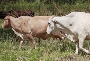 Los abortos, la poca reproducción en los machos son consecuencia del estrés calórico en bovinos de carne. Foto: Youtube.com Corhuila Ganadería, ganadería colombia, Ganadería colombiana, CONtexto ganadero, noticias ganaderas, noticias ganaderas colombia, estrés calórico, estres calorico ganado de carne, ganado de carne, manifestaciones estres calorico, manifestaciones estres calorico carne ganado, vaca, sistema carnico, ganaderos, ganaderos colombia, Sistemas silvopastoriles, reforestación, calidad carne