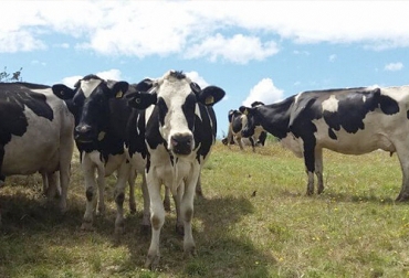 La inmunodepresión en las vacaas básicamente como un problema físico porque el consumo en materia seca no es suficiente para compensar las pérdidas. Foto: agritotal.com Vacas, imnunodepresión, Ganadería, ganadería colombia, Ganadería colombiana, contexto gaandero, noticias ganaderas, noticias ganaderas colombia, vacas, postparto vacas, post parto vacas, parto vacas, parto, inmunodepresion vacas, balance energetico negativo vacas, periodo transicion vacas, hembras, condicion corproal vacas, ganaderos, ganaderos colombia