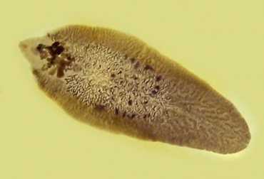 Una parte importante del ciclo de desarrollo de la fasciola se da en el caracol de la familia Limnae. Foto: portalveterinaria.com manejo de la fasciola hepática, fasciola hepática en bovinos, alteración del hígado de los bovinos, enfermedad en bovinos