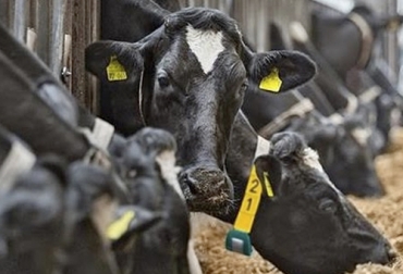 La detección de celos no es asunto sencillo, por lo cual el ganadero debe recurrir a alguno de estos métodos. Foto: Youtube.com TvAgro Métodos detección celo bovino, herramientas para detectar el celo, celos bovinos, detección de celo, herramientas para detectar celo en la noche, detección celo vacas, celo vacas, ciclo estral vacas, entrada calor vacas, métodos para detectar celos, chin ball, arnés marcador, crayola, Celotor, podómetro, Detección de celos bovinos en Colombia, celos bovinos en Colombia, cómo detectan celos bovinos en Colombia, CONtexto ganadero, ganaderos colombia, noticias ganaderas colombia