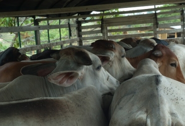 Los ganaderos tendrán la oportunidad de asegurar hasta 20 animales por camión por un monto máximo de $24 millones. Foto: Fedegán. Seguro Ganadero, Segugan, amparo de ganado, hurto calificado, muerte accidental, movilización de ganado, camión de 20 animales, CONtexto Ganadero, noticias de ganadería colombiana.
