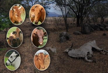 Se puede considerar que el Casanareño, Chino santandereano, Costeño con cuernos, Caqueteño y Campusano se encuentran en peligro de extinción debido a que se tienen menos de 1.000 cabezas en el país. Foto: Fedegán - semanariouniversidad.com Ganadería, ganadería colombia, Ganadería colombiana, CONtexto ganadero, noticias ganaderas, noticias ganaderas colombia, hartón del valle, Blanco Orejinegro, Romosinuano, sanmarinero, velazquez, lucerna, casanareño, chino santandereano, costeño con cuernos, Caqueteño, campusano, Razas criollas, ganado criollo Colombia, razas criollas extincion, Agrosavia, Asocriollos, ganaderos, ganaderos colombia, mejoramiento genético