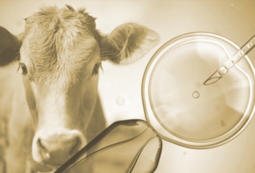 Desde el punto de vista de mejoramiento genético, el uso adecuado del recurso animal en el entorno adecuado, responderá a esas expectativas de mejoramiento en el sistema. Foto: entornointeligente.com Uso adecuado de la genética, mejoramiento genético, genética bovino, potencial genético, mejora de genes de sus reses, identificación genética