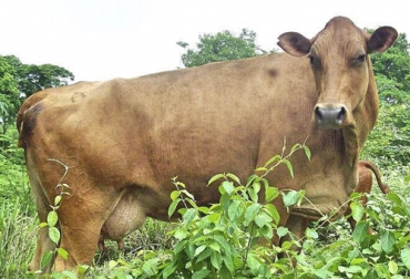 El Hartón del Valle es una de las razas criollas más que más población tiene, pero a la cual están trabajando para su desarrollo y conservación. Foto: Fedegán ganaderia, ganaderia colombia, ganaderia colombiana, contexto ganadero, noticias ganaderas, noticias ganaderas colombia, harton del valle, estado fitogenetico harton del valle, conservacion harton del valle, razas criolls, agrosavia, asocriollos, conservacion razas criollas, ganaderos, ganaderos colombia