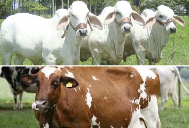 El productor siempre debe revisar la reproducción de la hembra porque de lo contrario la vaca no va a producir leche o una cría, en el caso del ganado de carne. Foto: todosobreganado.com - ibce.org.bo ganaderia, ganaderia colombia, ganaderia colombiana, contexto ganadero, noticias ganaderas, noticias ganaderas colombia, revision aparato reproductivo vaca, reproduccion vaca, etapa reproductiva vaca, analisis ginecologico vaca, tiempo reproduccion razas, ganaderos, ganaderos colombia