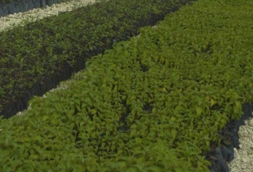 Las plantas seleccionadas deben cumplir con estos requisitos: empaque, raíz, y parte superior. Foto: ganaderiacolombianasostenible.co compra de material vegetal, arreglos silvopastoriles, envase o bolsa de empaque de las plantas, examen radicular de la planta, examen de la planta en la parte aérea