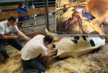 La atención de un parto distócico puede estar a cargo de los trabajadores de la finca, salvo en caso de ser necesaria una cesárea. Foto: villaviciosahermosa.com - revistaleiteintegral.com.br Errores operarios parto vaca, Parto vaca, fases parto vaca, síntomas parto vaca, Nacimiento ternero, señales nacimiento ternero, actitud del ternero en el parto, manejo del ternero, manejo del ternero recién nacido, cuidado de la madre al ternero, estimulación temprana del ternero, nacimiento cría bovina, ternero recién nacido, manejo ternero recién nacido, CONtexto ganadero, ganadería colombia, noticias ganaderas colombia