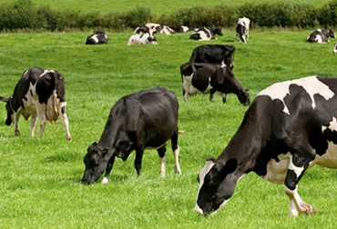 Durante el periodo de transición, la vaca está expuesta a gran cantidad de enfermedades debido a la falta de carga alimenticia. Foto: bmeditores.mx Ganadería, ganadería colombia, Ganadería colombiana, CONtexto ganadero, noticias ganaderas, noticias ganaderas colombia, pre parto vacas, post parto vacas, periodo transicion vacas, balance energetico vacas, Balance Energético Negativo, nutrición vacas, nutricion parto, sales mineralizadas, ganaderos, ganaderos colombia