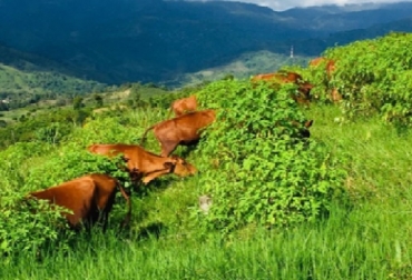 Otro de los logros del Proyecto Ganadería Colombiana Sostenible es la introducción de la cultura del uso amigable de los recursos naturales en el sector ganadero, lo cual permitirá escalar los aprendizajes y lecciones aprendidas del proyecto GCS. Foto: PGCS Colombia, Fedegán, Proyecto Ganadería Colombiana Sostenible, logros de GCS,, entrega de resultados, Barranquilla 2019, CONtexto ganadero, ganadería colombiana sostenible