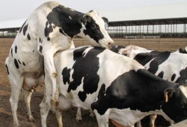 Para que su ganade´ria no tenga problemas reproductivos debe realizar varios estudios y analizar lso resultados, de tal forma que se descarten enfermedades. Foto: alltechspain.blogspot.com ganaderia, ganaderia colombia, ganaderia colombiana, contexto ganadero, noticias ganaderas, noticias ganaderas colombia, problemas reproductivos vaca, produccion vaca, infertilidad vaca, problemas reproductivos nutricion, problemas reproductivos enfermedades, problemas reproductivos examenes, vacas, ganaderos, ganaderos colombia