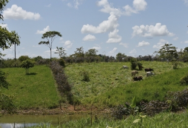 La regeneración natural resulta de gran beneficio en espacios que han sufrido fuertes afectaciones o perturbaciones. Foto: blog.ciat.cgiar.org regeneración natural en la finca, regeneración natural, dispersión natural, dispersión natural de semillas, ganaderos, ganadería sostenible