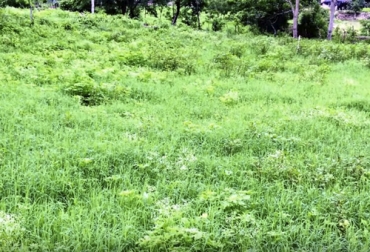 Un pasto está en su Punto Óptimo de Reposo cuando la planta ha absorbido todos los nutrientes necesarios para su crecimiento. Foto: Youtube.com - Ganaderia Tropical Paso a Paso Punto óptimo de reposo, reconoce punto óptimo de reposo, pastoreo racional voisin, por, por ganadería, punto óptimo, reposo forraje, punto óptimo reposo paso, Suelo, pasto, bovino, punto óptimo reposo ganadería, Ganadería regenerativa, ganadería regenerativa Colombia, Asociación Colombiana de Criadores de Ganado Doble Propósito, Asodoble, CONtexto ganadero, ganaderos colombia, noticias ganaderas colombia