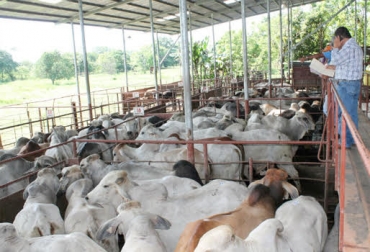 El transporte es la parte clave para que el animal se sienta relajado y así iniciar el proceso de sacrificio. Foto: panamaamerica.com.pa Ganadería, ganadería colombia, Ganadería colombiana, CONtexto ganadero, noticias ganadras, noticias ganaderas colombia, frigoríficos, manejo animal sacrificio, sacrificio animal, Bienestar Animal, transporte animal, calidad carne, ganaderos, ganaderos colombia