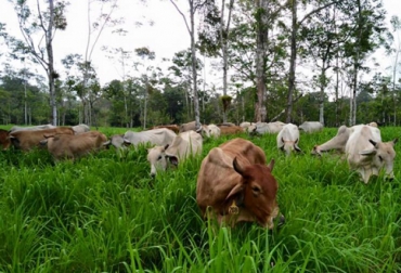 Las vacas en pastoreo brindan una ayuda importante al medio ambiente. Foto: CEG. Ganadería, ganadería colombia, noticias ganaderas, noticias ganaderas colombia, CONtexto ganadero, felipe aristizábal, felipe aristizabal consulta pecuaria, FAO, vacas pueden salvar al mundo, Ganadería Sostenible, Expo Agrofuturo