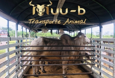 De acuerdo con sus creadores, la app Muu-B ofrece numerosas ventajas frente al transporte tradicional por una suma ligeramente mayor. Foto: Cortesía. App Muu-B, muu-b, muu-b Colombia, inseminación artificial Colombia, transporte ganado, movilizar ganado, uber del ganado, lanzamiento muu-b Colombia, app ganadería, app transporte ganadería, apps para ganaderos, apps sector ganadero Colombia, app sector rural, ganadería tecnología aplicaciones móviles, noticias ganaderas colombia, ganadería colombia, CONtexto ganadero