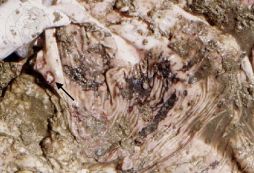 Las úlceras que se producen en el abomaso se dan principalmente por estrés o por cambios bruscos en la dieta. Foto: fmv.ulisboa.pt úlcera del abomaso en bovinos, tipos de úlceras del abomaso en bovinos, diagnóstico de la úlcera del abomaso, tratamiento de la úlcera del abomaso en bovinos, enfermedades bovinas, anemia en bovinos, sangre en las heces del bovino, CONtexto ganadero, ganaderos colombia, noticias ganaderas colombia