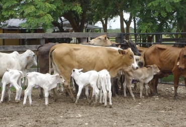 La condición corporal de la vaca receptora de embriones es una de las características que debe tener en cuenta un productor. Foto: prensalibrecasanare.com Ganadería, ganadería colombia, Ganadería colombiana, CONtexto ganadero, noticias ganaderas, transferecia de embriones, vacas receptoras, vacas receptoras embriones, habilidad materna, abundancia de leche, caracteristicas vacas receptoras, condiciones sanitarias, condición corporal, ganaderos, ganaderos colombia