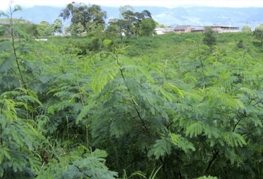 Los Bancos Mixtos de Forrajes son cultivos forrajeros intensivos. Foto: Fedegán. bancos mixtos de forraje, selección de los arreglos en los bancos mixtos, aspectos bioclimáticos BMF, aspectos de localización para el establecimiento de BMF