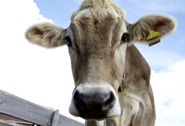 Todos los subproductos obtenidos durante el proceso de beneficio de animales son susceptibles de ser aprovechados. Foto: pixabay.com beneficios de los subproductos bovinos, subproductos de la ganadería, subproductos en el sacrificio bovinos, materiales secundarios obtenidos del proceso de sacrificio, sacrificio animal