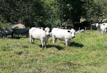 Los interesados pueden enviar sus ofertas hasta el próximo 31 de octubre. Foto: Agrosavia. ganadería, ganadería colombia, noticias ganaderas, noticias ganaderas colombia, contexto ganadero, bon, ganado bon, agrosavia, agrosavia el nus, bon en agrosavia, venta de bon, venta de ganado bon,