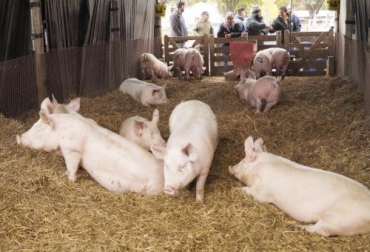 Los sistemas de camas profundas para cerdos proporcionan confort, contribuyendo al bienestar del animal. Foto: inta.gob.ar Materiales camas profundas cerdos, camas blandas cerdos, materiales, Pro y contras de las camas profundas en la porcicultura, camas profundas para cerdos, bienestar, cascarilla de arroz, madera, tejas, compost orgánico, frío, humedad, cama seca, CONtexto ganadero, ganaderos Colombia, noticias ganaderas Colombia
