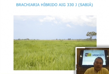 El experto Raúl Rojas trató diferentes tipos de pastos dedicados a clima cálido. Foto: facebook.com/TVGANCOLOMBIA Capacitación, capacitación en línea, capacitación online, fedegan, TVGAN, Colombia, Escuela de Formación Ganadera de Fedegán, Fedegán capacitación, capacitación Facebook Live, Semillas trópico bajo, capacitación semillas trópico bajo, formación ganaderos, capacitación ganaderos, capacitación ganadería, mejor forma de sembrar, CONtexto ganadero, ganaderos colombia, noticias ganaderas colombia