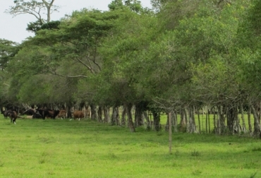 Una de las ventajas de establecer cercas vivas es el incremento de la fertilidad del suelo. Foto: Fedegán. cercas vivas, cercas vivas en ganadería, beneficios de las cercas vivas, beneficios ambientales de las cercas vivas, beneficios para la finca de las cercas vivas