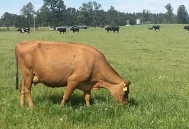 Según el creador del PUAD, usted debe seguir estos 8 postulados para que su ganado alimentado con pastos mejore su eficiencia. Foto: suractual.cl Ganado eficiente en pasto, alimentación de pasto al ganado, vacas pasto, bovinos pasto, rendimiento vacuno, rendimiento ganado pasto, productividad bovina, eficiencia bovina, consumo de alimento, mejoramiento genético, manejo animal, producción de leche, producción de carne, CONtexto ganadero, ganaderos colombia, noticias ganaderas colombia