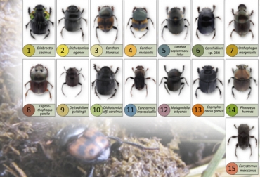 En el Valle de río Cesar y Bajo Magdalena existen 15 especies de escarabajos estercoleros. Foto: Cortesia Ganadería, ganadería colombia, Ganadería colombiana, CONtexto ganadero, noticias ganaderas, noticias ganaderas colombia, escarabajos, escarbajos estercoleros, escarabajos bajo magdalena, excarabajos rio cesar, sistema silvopastoril, ganaderos, ganaderos colombia