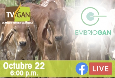 Partícipe en el Facebook live para resolver todas las dudas acerca de Embriogan. Foto: Fedegán Ganadería, ganadería colombia, Ganadería colombiana, CONtexto ganadero, noticias ganaderas, emrbiogan, mejoramiento genético, TVGAN, fedegan, capacitaciones, facebook live, ganaderos, ganaderos colombia