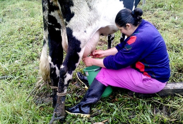 Hasta el 50 % de la fertilización química de los pastos de Guatavita puede ser reemplazada por la fertilización orgánica. Foto: Archivo Unimedios. ganadería, ganadería colombia, noticias ganaderas, noticias ganaderas colombia, contexto ganadero, fertilización química, pasto, ganado productor de leche, Jenny Carolina Gachetá, magíster en Ciencias Agrarias de la Universidad Nacional, diseño de bloques completos al azar, kikuyo, raigrás, azul orchoro, gramíneas, incrementó la proteína, grasa, sólidos totales de la leche, Guatavita, fertilizantes orgánicos,