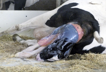 Una vaca normalmente ejerce una fuerza de 68 kg, entre contracciones abdominales y uterinas, para expulsar al ternero. Foto: infocampo.com.ar Fuerza parto vaca, Fuerza expulsiva del parto en vaca, parto vaca, Fases parto vaca, síntomas parto vaca, Nacimiento ternero, señales nacimiento ternero, actitud del ternero en el parto, manejo del ternero, manejo del ternero recién nacido, cuidado de la madre al ternero, estimulación temprana del ternero, nacimiento cría bovina, ternero recién nacido, manejo ternero recién nacido, CONtexto ganadero, ganadería colombia, noticias ganaderas colombia